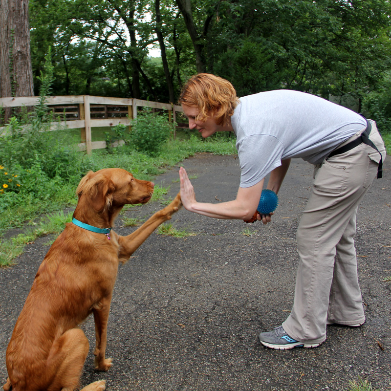 Dog Training High Five